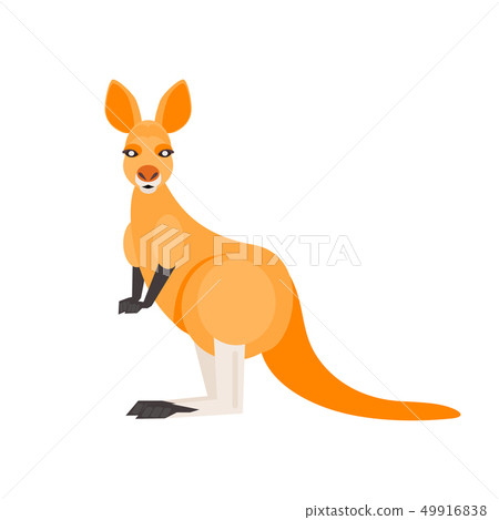 Cartoon kangaroo vector Cartoon kangaroo vector 49916838
