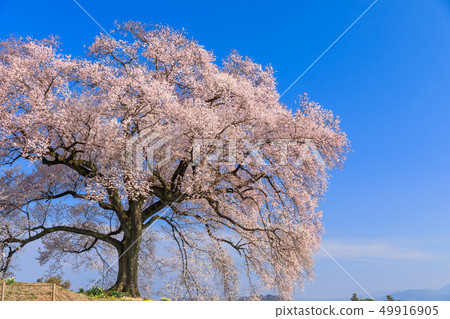 Cherry blossoms of the morning sun _ Wanizuka Cherry blossoms of the morning sun _ Wanizuka 49916905