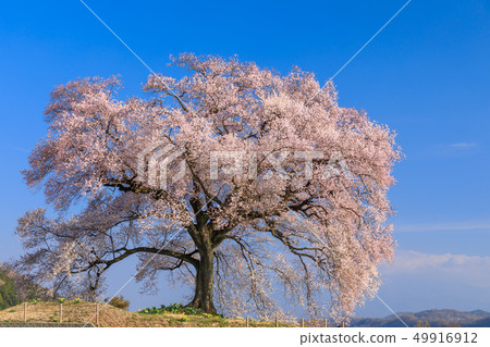 Cherry blossoms of the morning sun _ Wanizuka 49916912