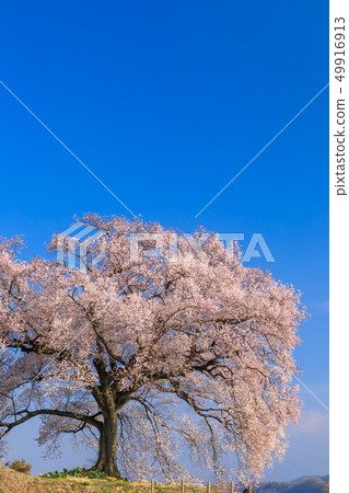 Cherry blossoms of the morning sun _ Wanizuka 49916913
