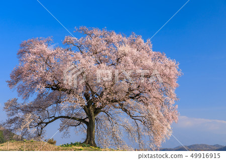 早晨太陽的櫻花_ Wanizuka 早晨太陽的櫻花_ Wanizuka 49916915