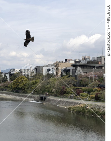 一隻鷹 49916916
