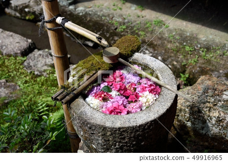 京都：長岡京市柳市觀音繡球花水 49916965
