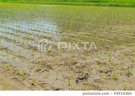 Paddy dry up due to lack of water Paddy dry up due to lack of water 49916966