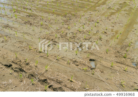 Paddy dry up due to lack of water Paddy dry up due to lack of water 49916968