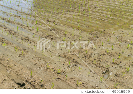 Paddy dry up due to lack of water Paddy dry up due to lack of water 49916969