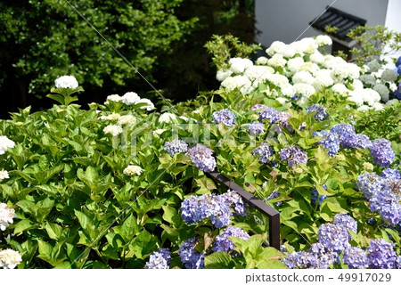 Kyoto: Nagaokakyo city Yanagiya Kannon Hydrangea Kyoto: Nagaokakyo city Yanagiya Kannon Hydrangea 49917029