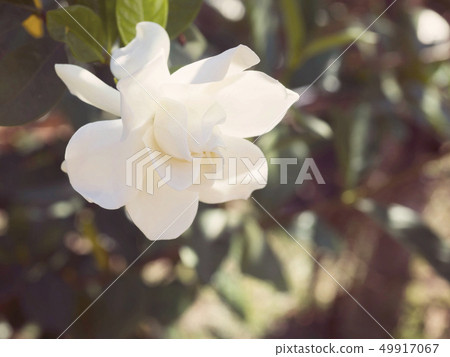 Gardenia jasminoides flower Gardenia jasminoides flower 49917067