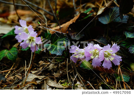 Mitakeyama Iwauchi flower 49917098