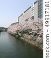 Cherry blossoms [photographed in the river in front of Heian Jingu Shrine] 49917181