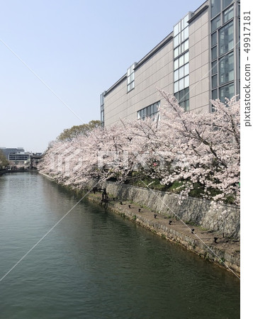 Cherry blossoms [photographed in the river in front of Heian Jingu Shrine] 49917181