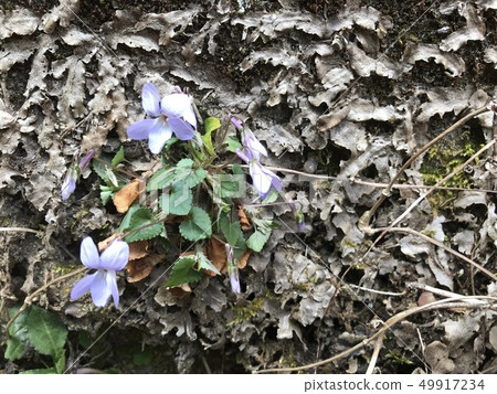 Viola grypocera Viola grypocera 49917234