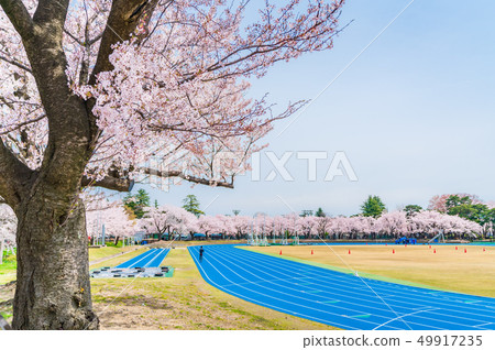 春天櫻花樹的田徑運動在日本 49917235