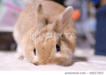 Naughty rabbit - Stock Photo [49917403] - PIXTA