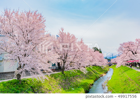 Spring lined cherry blossom trees along the Aotogawa, Joetsu, Niigata Prefecture, Japan Spring lined cherry blossom trees along the Aotogawa, Joetsu, Niigata Prefecture, Japan 49917556