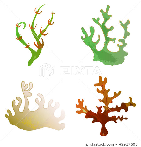 Beautiful big set with differents seaweeds. Cute vector elements in flat cartoon style. For your 49917605