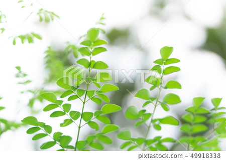 Closeup top view moringa leaves branch Closeup top view moringa leaves branch 49918338