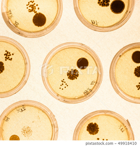 Growing Bacteria in Petri Dishes. 49918410