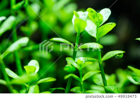 freshwater aquarium plant freshwater aquarium plant 49918473