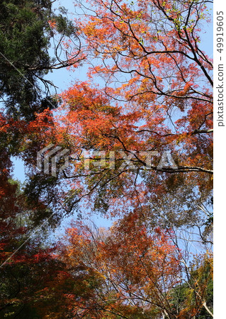 Minoh公園秋葉 Minoh公園秋葉 49919605