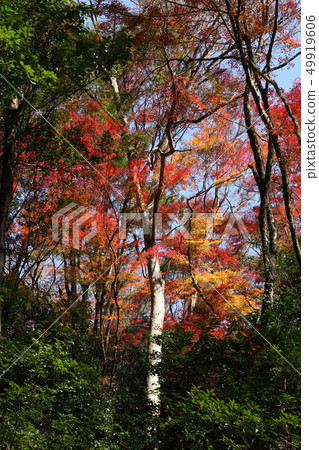 Minoh公園秋葉 Minoh公園秋葉 49919606