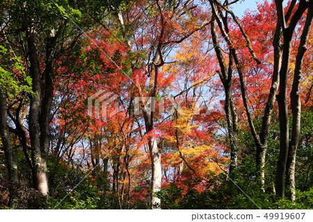 Minoh公園秋葉 Minoh公園秋葉 49919607