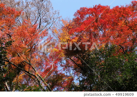 Minoh公園秋葉 Minoh公園秋葉 49919609