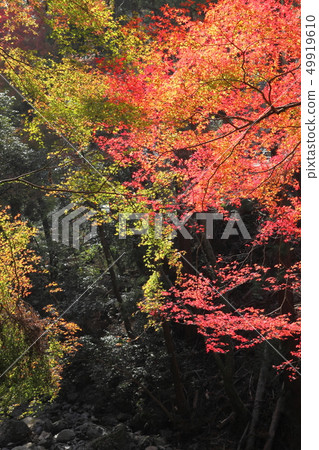 Minoh公園秋葉 Minoh公園秋葉 49919610