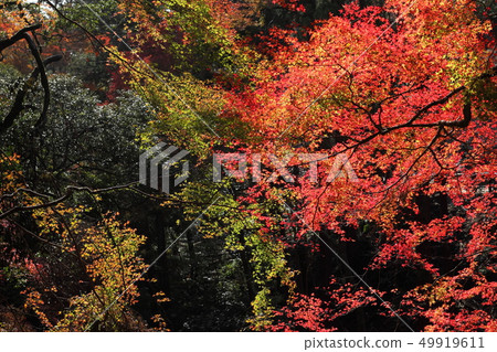 Minoh公園秋葉 Minoh公園秋葉 49919611