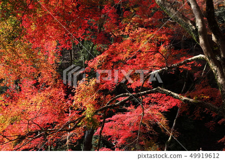 Autumn leaves of Minoh Park Autumn leaves of Minoh Park 49919612