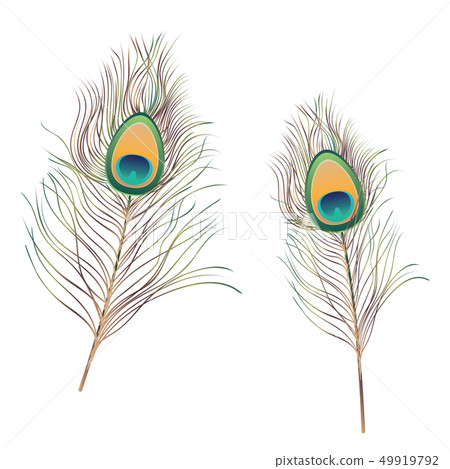 Peacock Feathers Illustration Peacock Feathers Illustration 49919792
