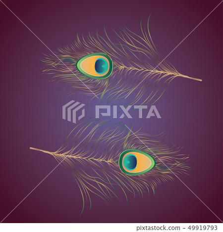 Peacock Feathers Illustration Peacock Feathers Illustration 49919793