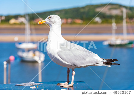Seagull near a harbour 49920107