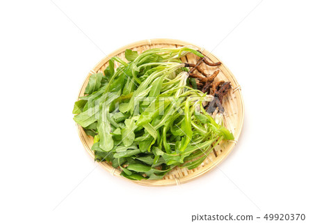 Edible dandelion 49920370