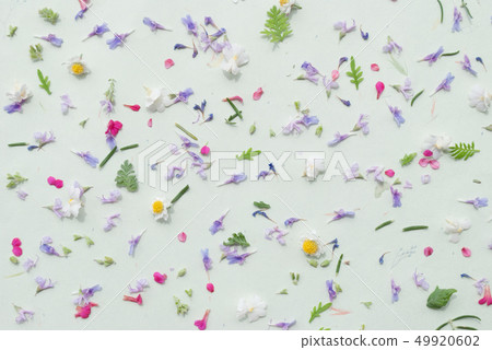 Pedicel background Pedicel background 49920602