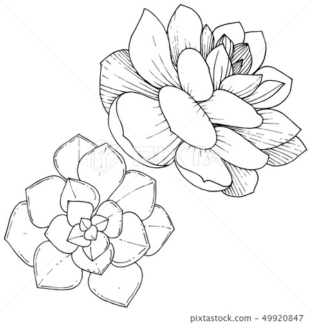 Vector Succulents floral botanical flower. Black and white engraved ink art. Isolated succulents Vector Succulents floral botanical flower. Black and white engraved ink art. Isolated succulents 49920847