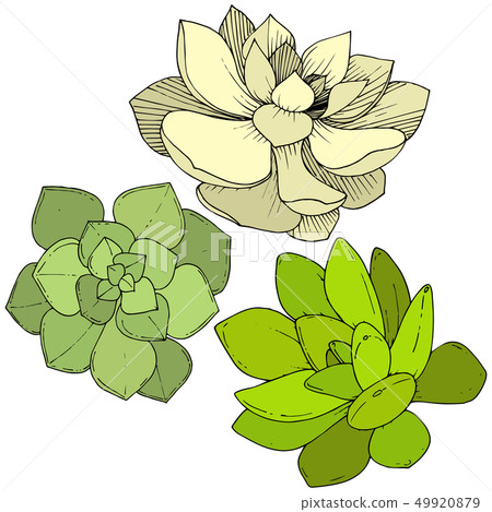 Vector Succulents floral botanical flower. Engraved ink art. Isolated succulents illustration 49920879
