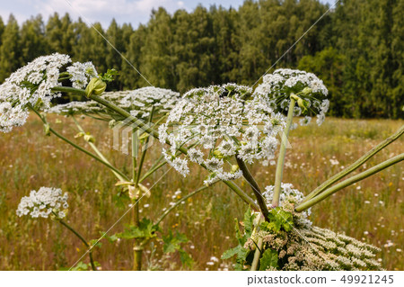 cow parsnip blooms 49921245