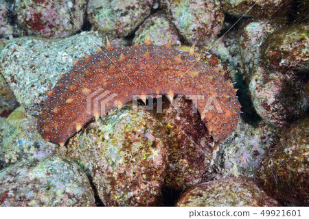 Manamako Manamako 49921601