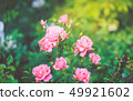 A bush of pink roses close up  49921602