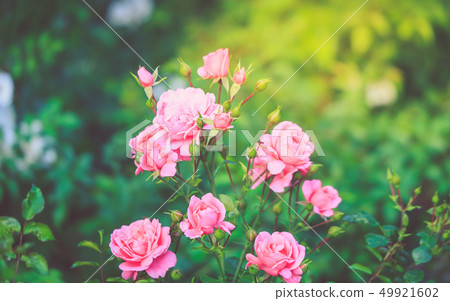 A bush of pink roses close up  49921602