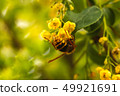 Spring blooming yellow bush bee on flower 49921691