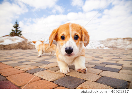 Puppy of funny red welsh corgi pembroke walk Puppy of funny red welsh corgi pembroke walk 49921817