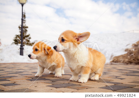 Cute red welsh corgi pembroke puppies on the Cute red welsh corgi pembroke puppies on the 49921824