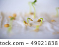 Seeds sprouted sprouting without land agriculture 49921838