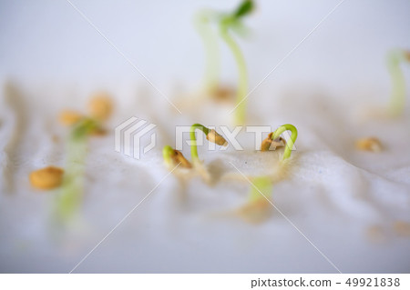 Seeds sprouted sprouting without land agriculture Seeds sprouted sprouting without land agriculture 49921838