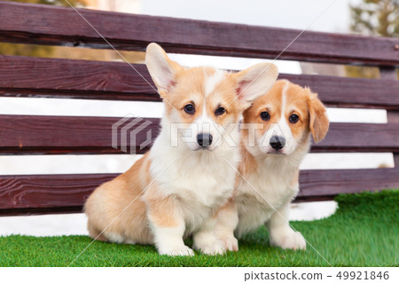 Cute red welsh corgi pembroke puppies on the Cute red welsh corgi pembroke puppies on the 49921846