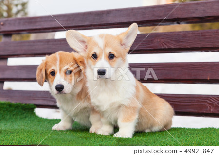 Cute red welsh corgi pembroke puppies on the Cute red welsh corgi pembroke puppies on the 49921847
