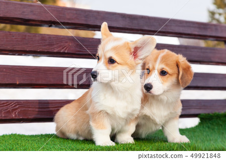 Cute red welsh corgi pembroke puppies on the 49921848