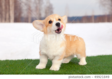 Cute red welsh corgi pembroke puppy on the grass, Cute red welsh corgi pembroke puppy on the grass, 49921849